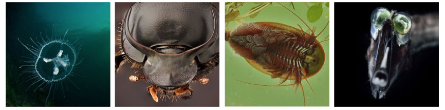 Species with endogenous flaviviruses